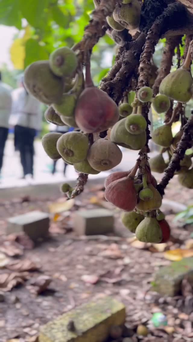 Instagram post from theaccasi. This post is in position 9.